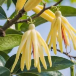 Ylang Ylang and