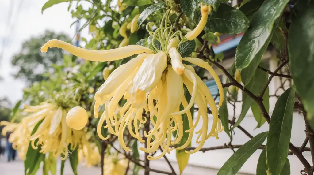 Ylang Ylang and 2025 – Perfect Blends for Mind & Mood 4 Topical Applications of Ylang Ylang and for Skin & Hair Wellness