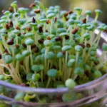 alfalfa sprouts